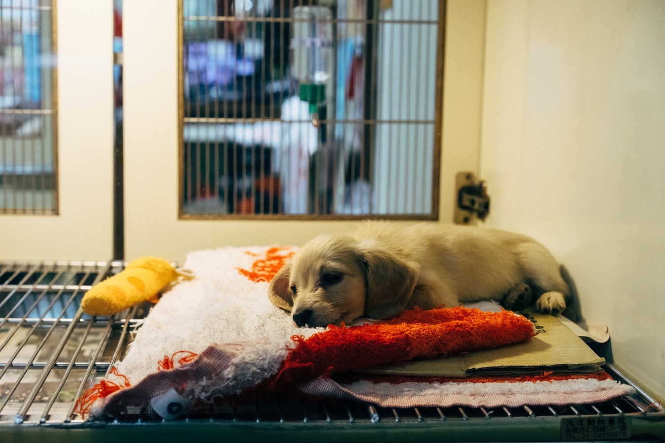 Counterfeit Pet Medicine